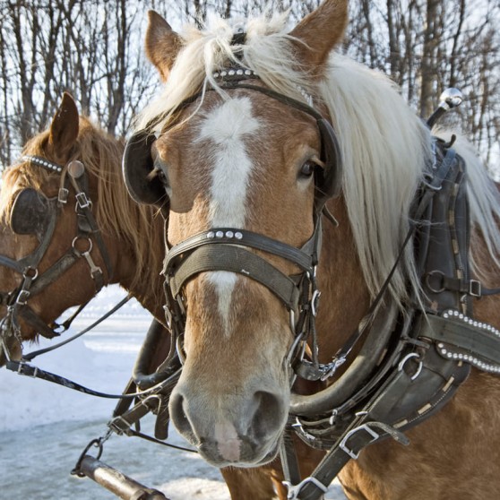 Pferdeschlitten © shutterstock.com